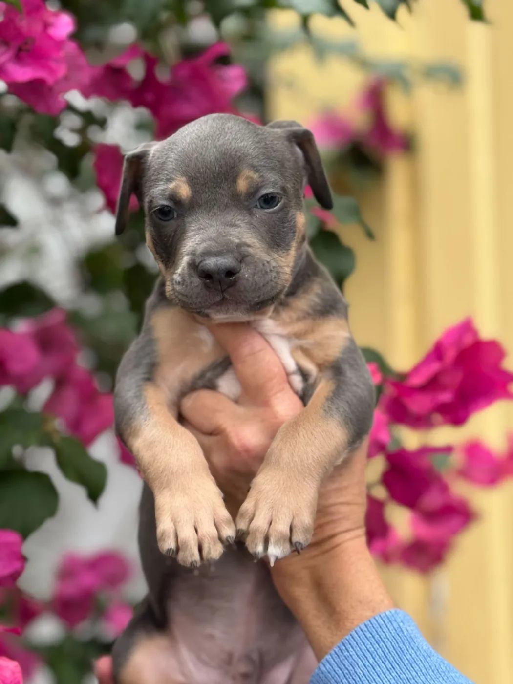 Michael Phelps - Photo 1