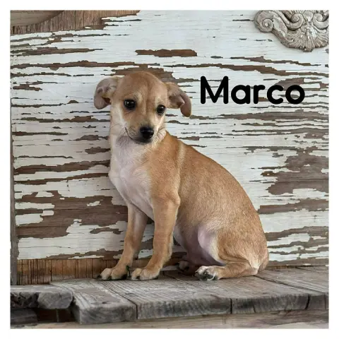 Marco