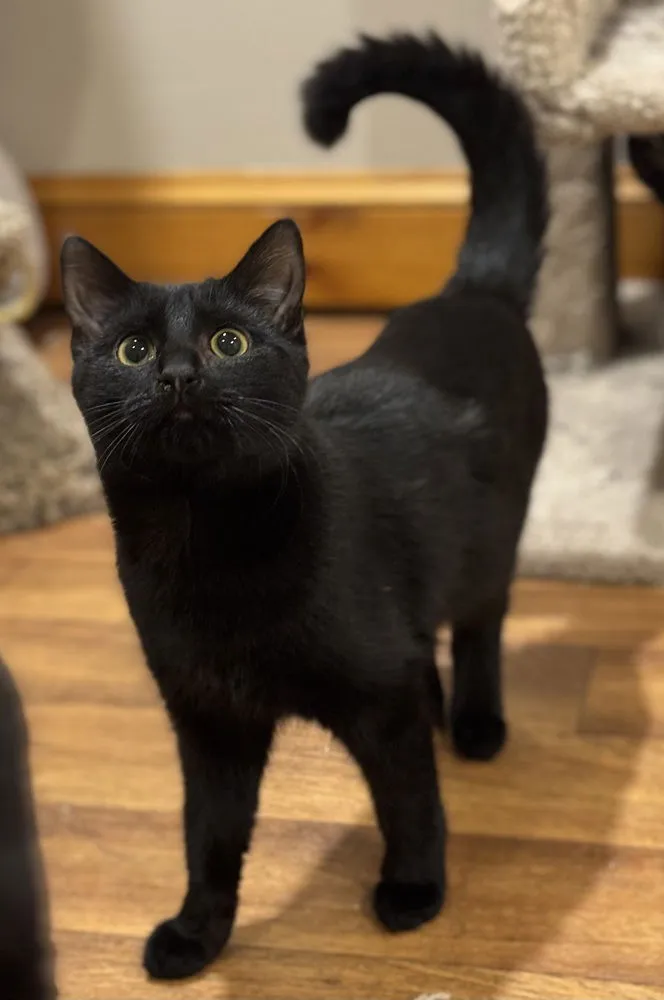 Shy Violet - Photo 1