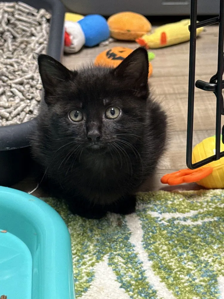 Shy Violet - Photo 2