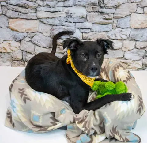 Holly Hobby thumbnail 4