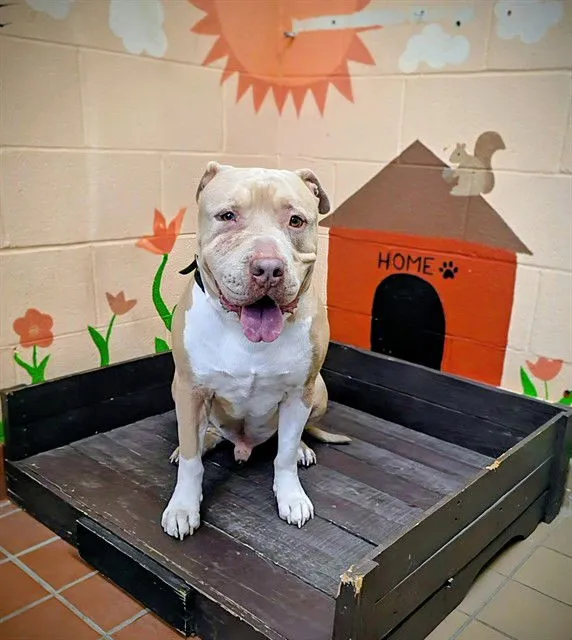 Stewie Louie - Photo 1