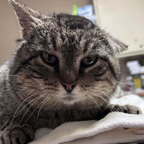 Gandolph thumbnail 2