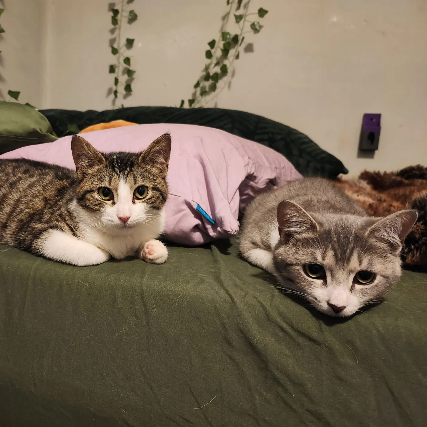 Snow River - Photo 1