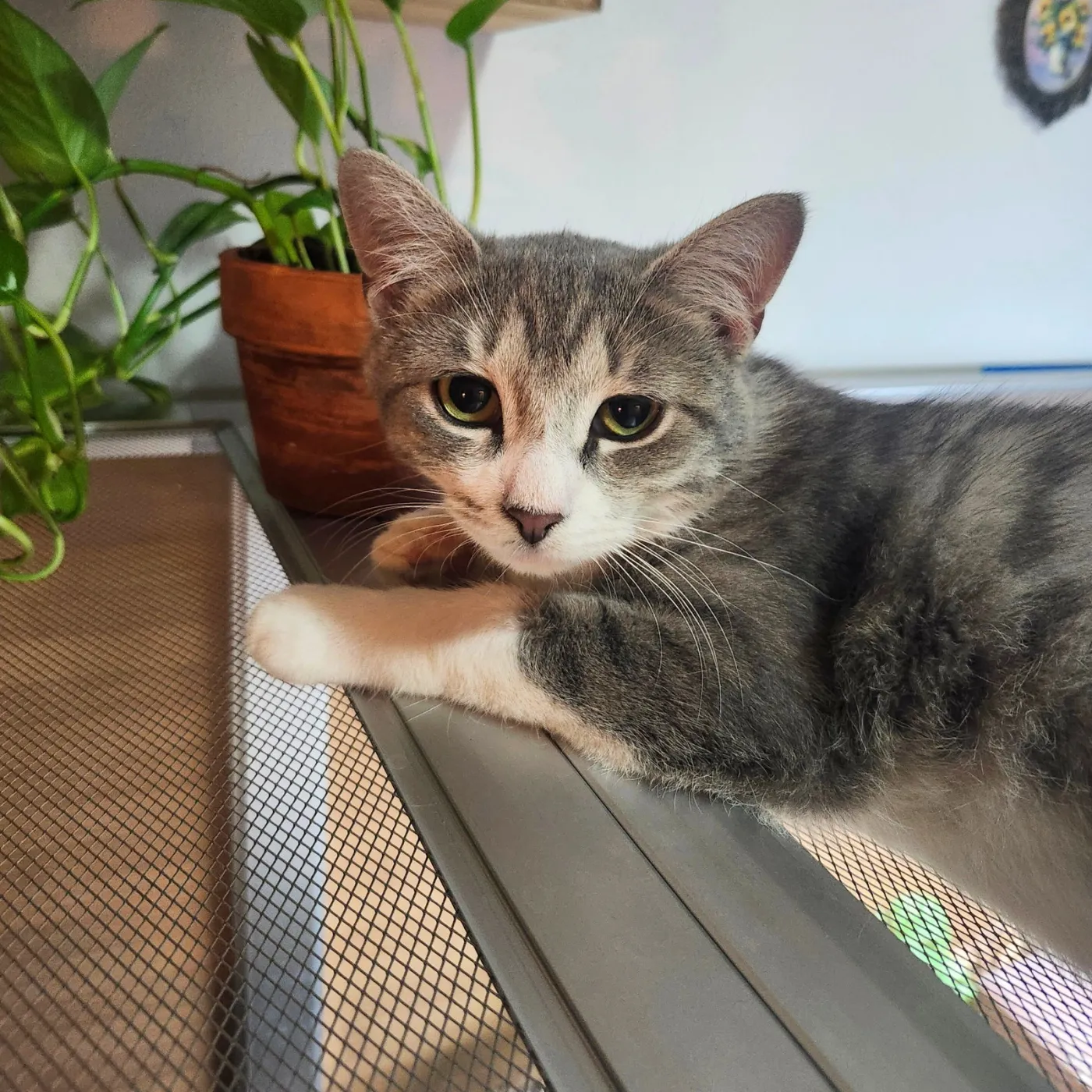 Snow River - Photo 2