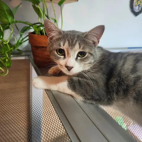 Snow River thumbnail 2