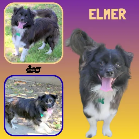 Elmer