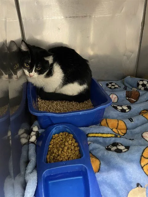 Chartholomew - Photo 1