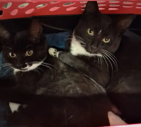 Celine & Dahlia thumbnail 2