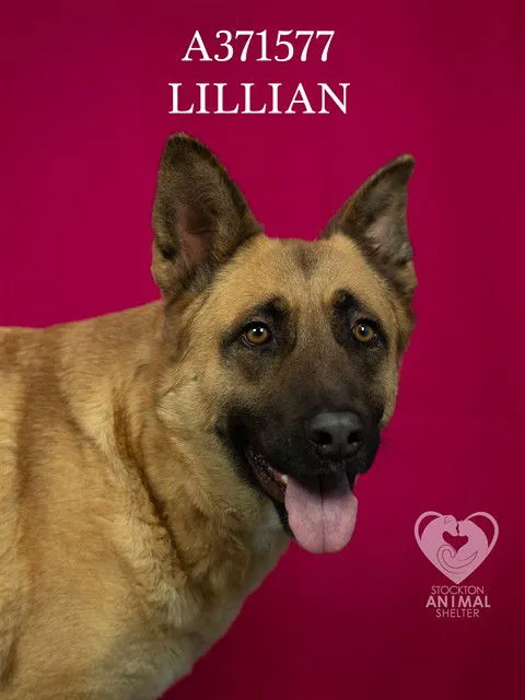 Lillian - Photo 1