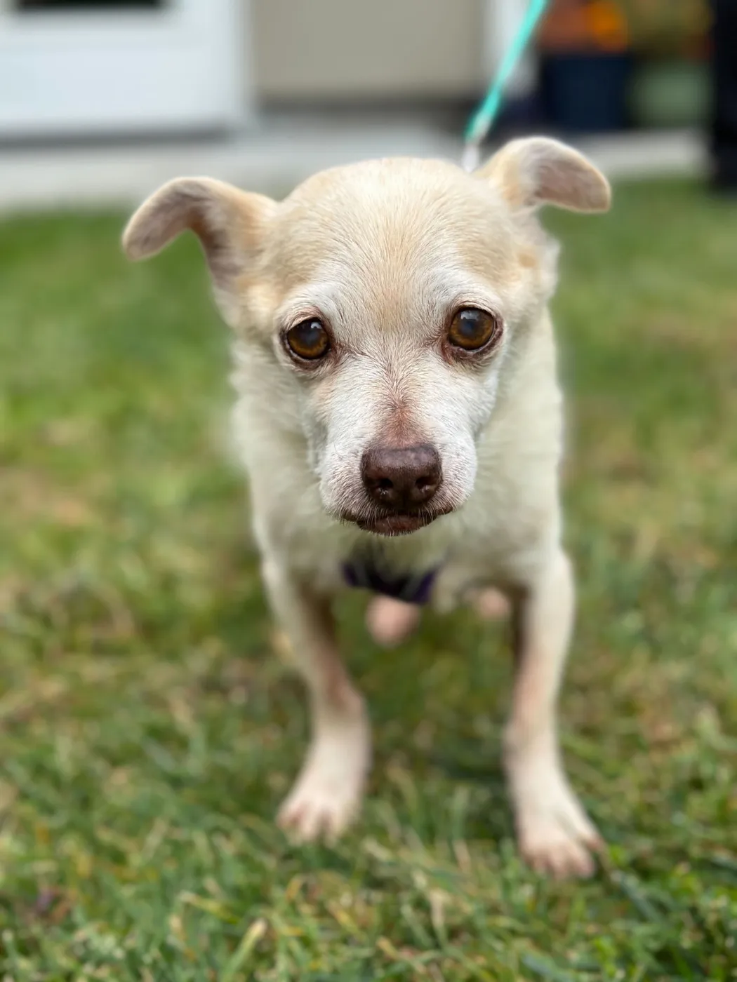 Vanilla Ice - Photo 1