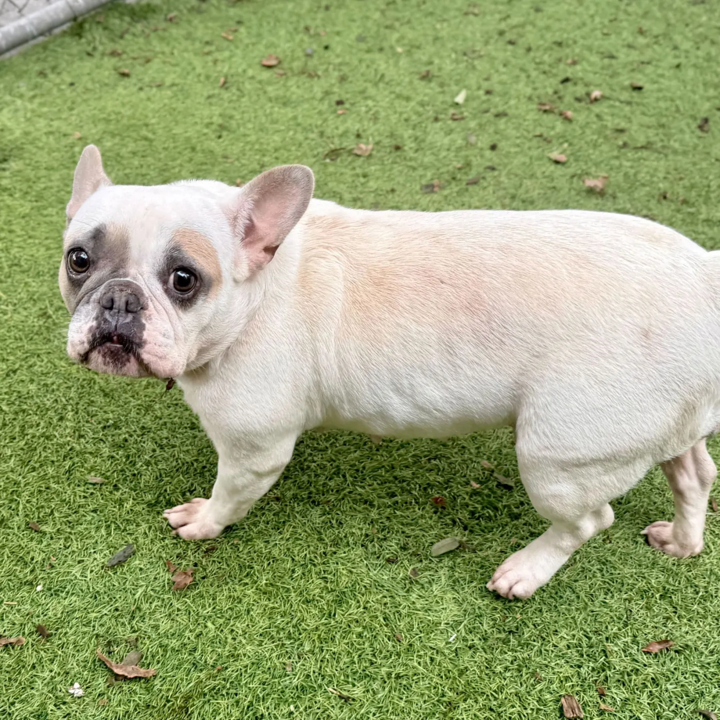 Blue Diamond - Photo 1