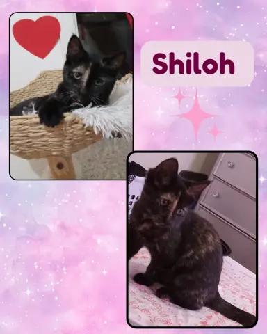 Shiloh thumbnail 2