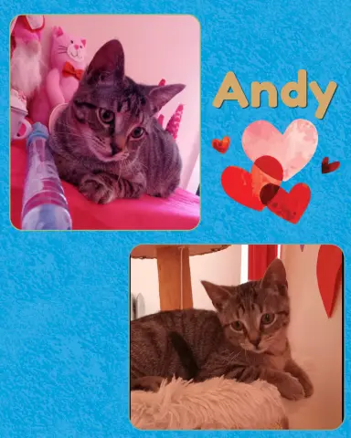 Andy