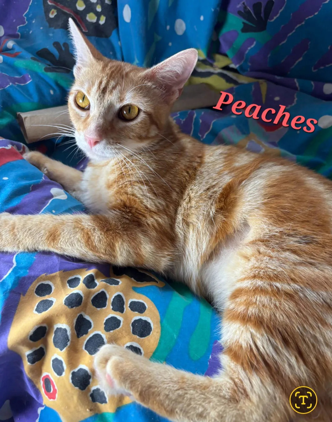 Peaches - Photo 1