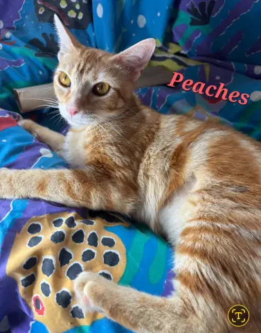 Peaches