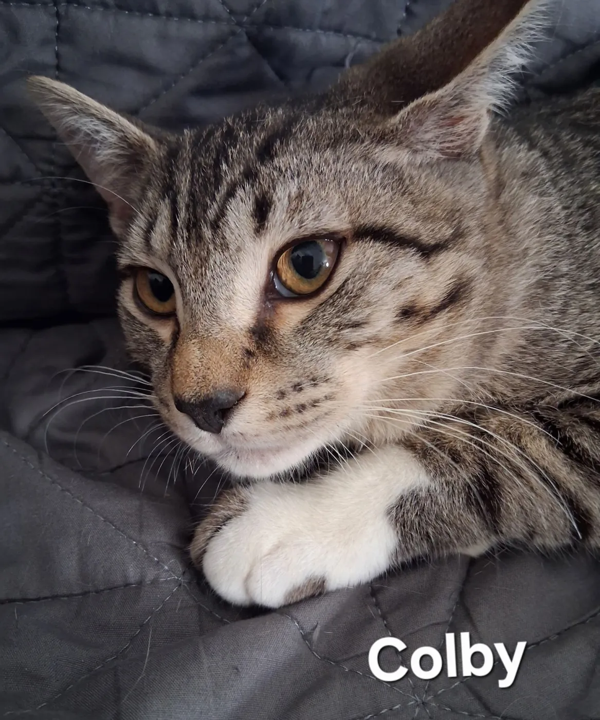 Colby - Photo 1