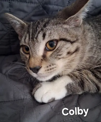 Colby