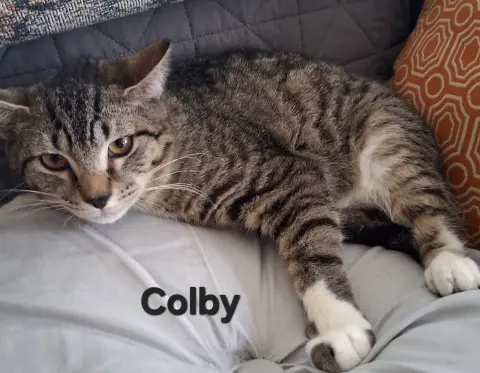 Colby thumbnail 2