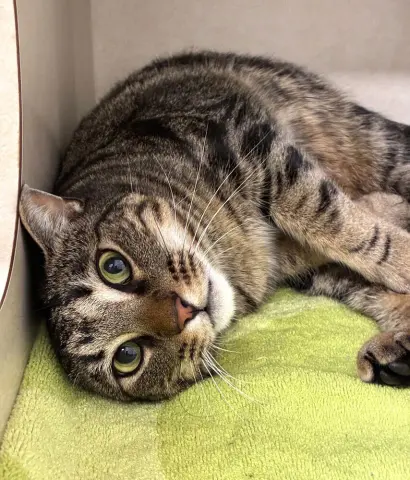 Bullseye thumbnail 2