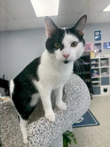 Freckles thumbnail 2