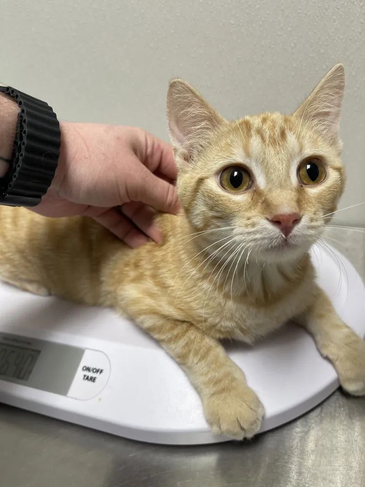 Aziraphale - Photo 1