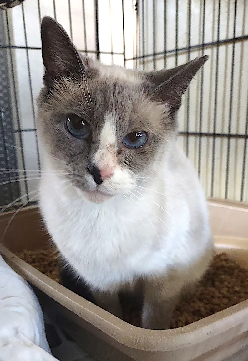 Snow Cream - Photo 2