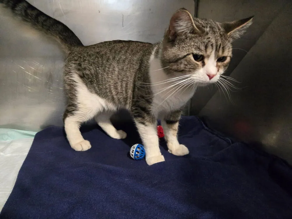 Freddie King - Photo 1