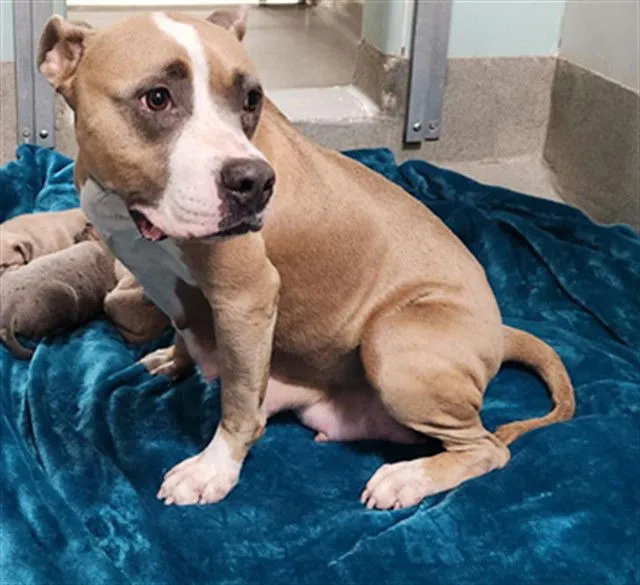 Butterscotch - Photo 1