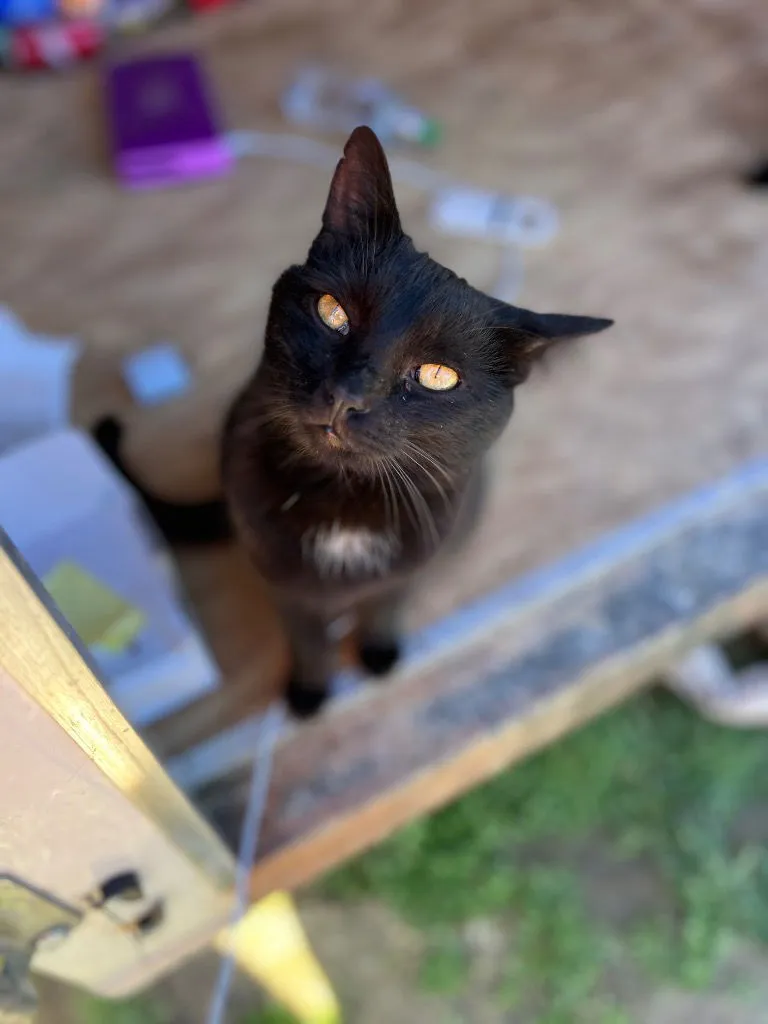 Darby Rose - Photo 1