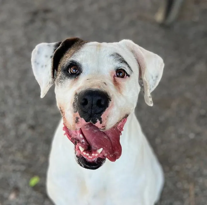 Honeycrisp - Photo 1