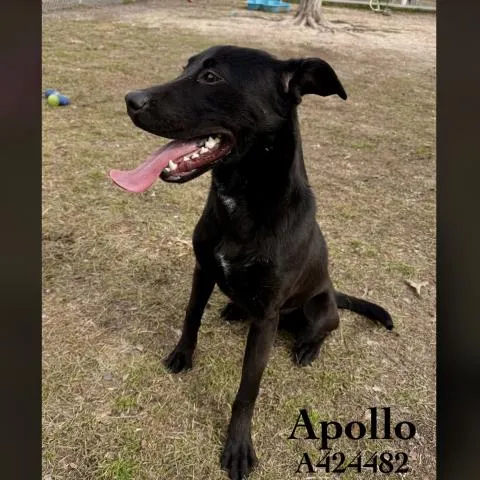 Apollo - Photo 1
