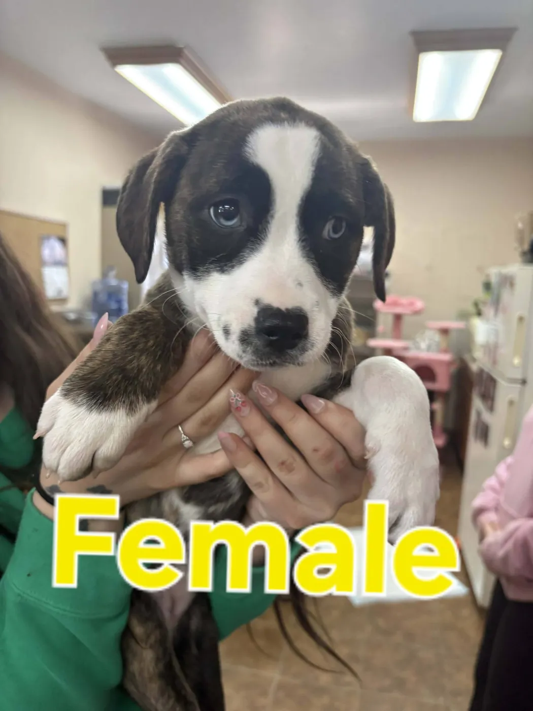 Pit Bull Pup - Photo 1