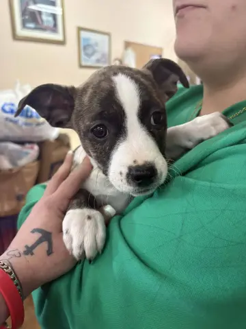 Pit Bull Pup thumbnail 2