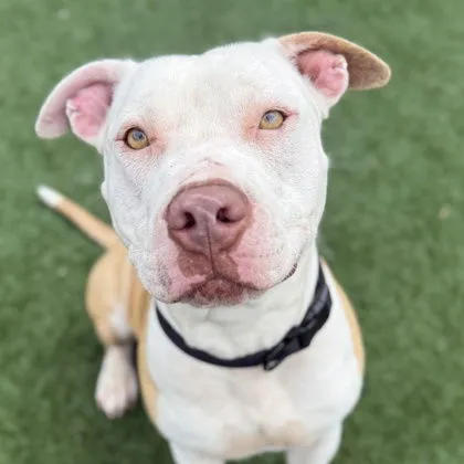 Daniel Tiger - Photo 1