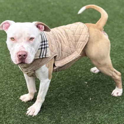 Daniel Tiger - Photo 2