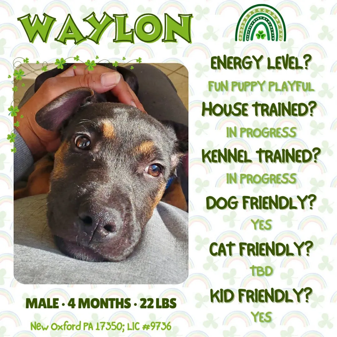 Waylon - Photo 1
