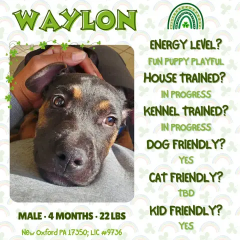 Waylon