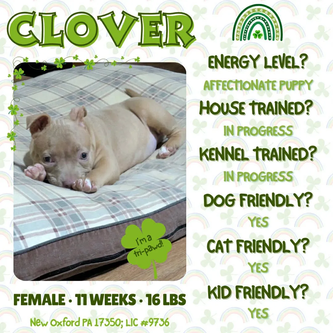 Clover - Photo 1