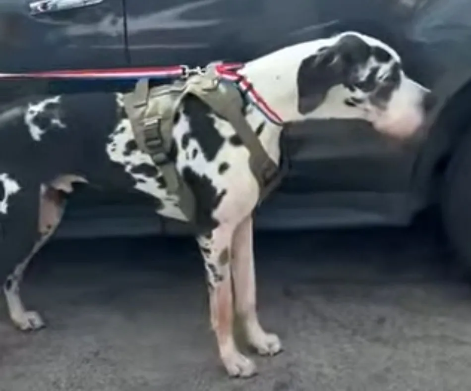 Marshmellow - Photo 1