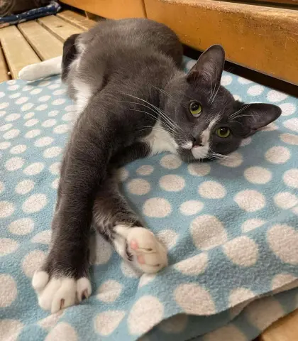 Sebastian thumbnail 2