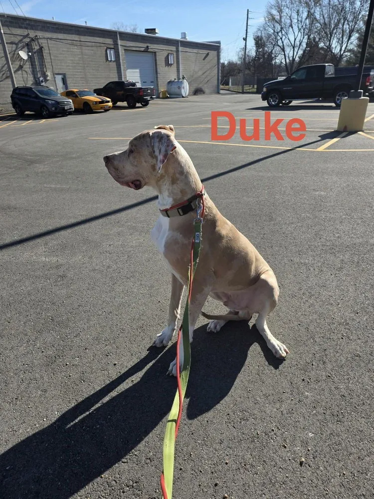 Duke - Photo 1