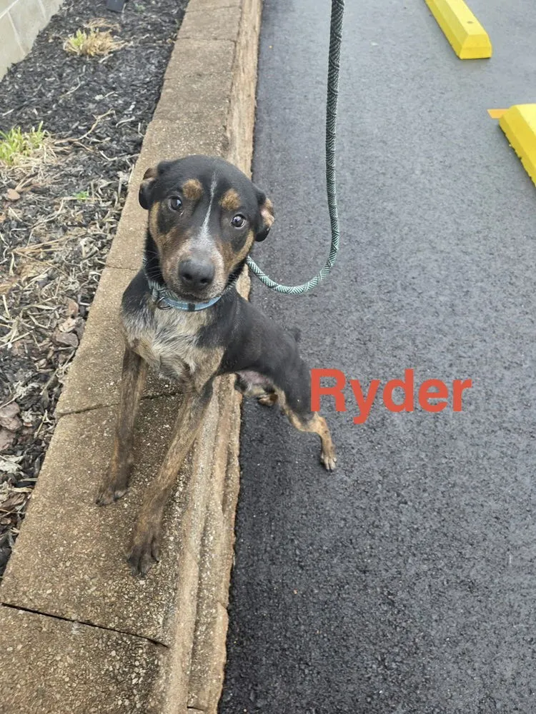 Ryder - Photo 1
