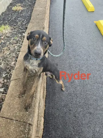 Ryder