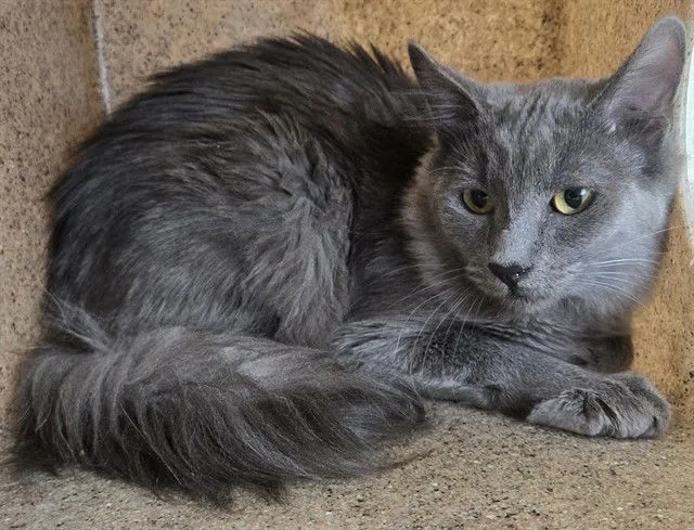 Fluffy Pancakes - Photo 1