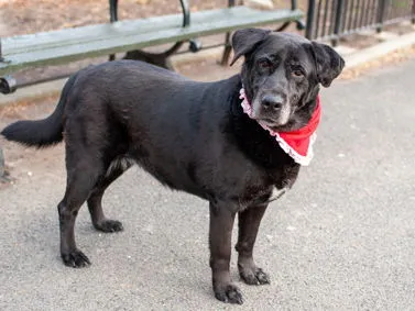 Black Canary - Photo 1