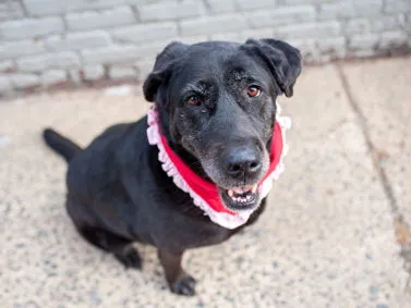 Black Canary - Photo 2