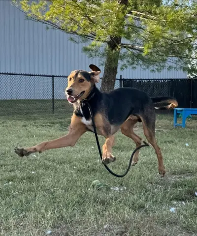 Range Rover thumbnail 2