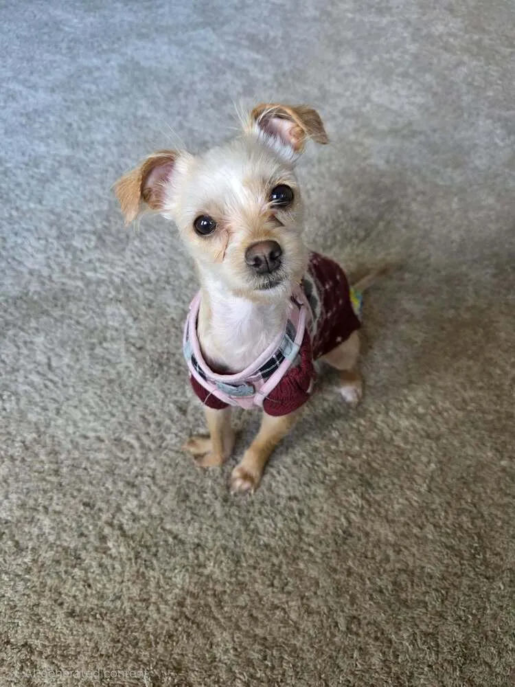 Chicken Little - Photo 2