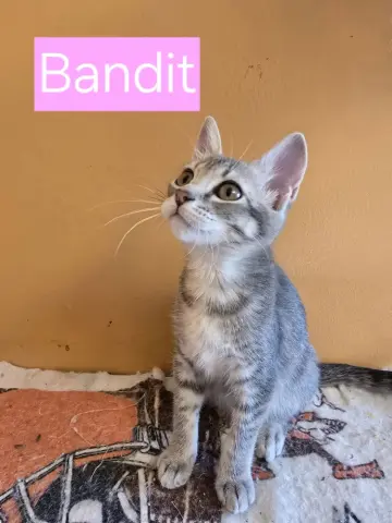 Bandit